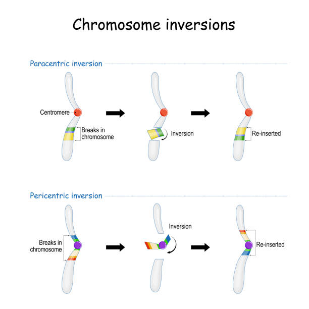 illustrations, cliparts, dessins animés et icônes de inversion chromosomique. paracentrique et péricentrique. - mutation génétique