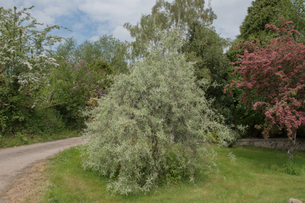 Summer Foliage of a Weeping Silver Willow Leaved Pear Tree (Pyrus salicifolia 'Pendula') in a garden in Rural Devon, England, UK