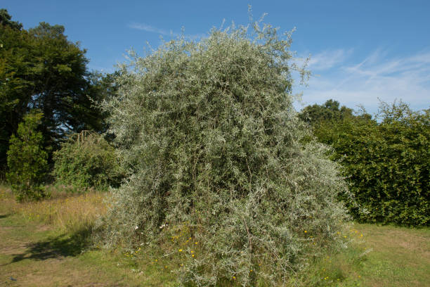 istock Summer Foliage of a Weeping Silver Willow Leaved Pear Tree (Pyrus salicifolia 'Pendula') in a garden in Rural Devon, England, UK 1204246333