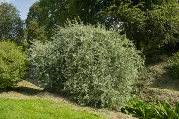 Summer Foliage of a Weeping Silver Willow Leaved Pear Tree (Pyrus salicifolia 'Pendula') in a garden in Rural Devon, England, UK stock photo