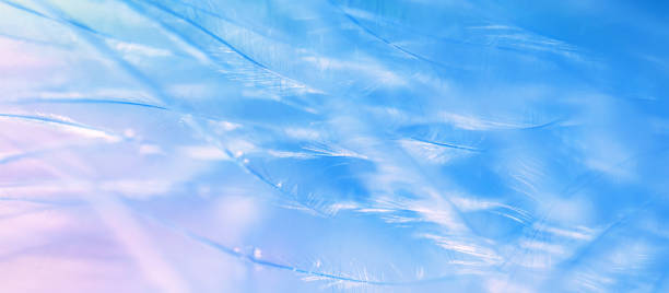 istock Beautiful abstract border, soft feather pink-blue color close-up. Delicate art background, selective focus. 1204249548