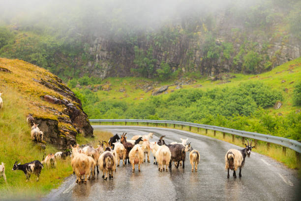 Many goats walking on street during foggy weather. Norway animals, nature concept.