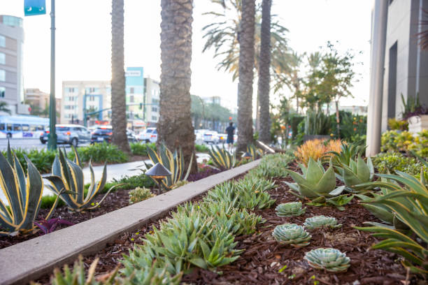 istock Anaheim Gardens and Plants 1204250005