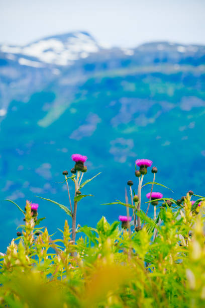 istock Mountains and fjord in Norway, 1204250657