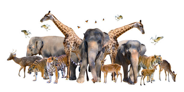 A group of wildlife such as deer, elephants, giraffes and other wild animals grouping together in a white background.Isolate A group of wildlife such as deer, elephants, giraffes and other wild animals grouping together in a white background.Isolate lilac breasted roller stock pictures, royalty-free photos & images