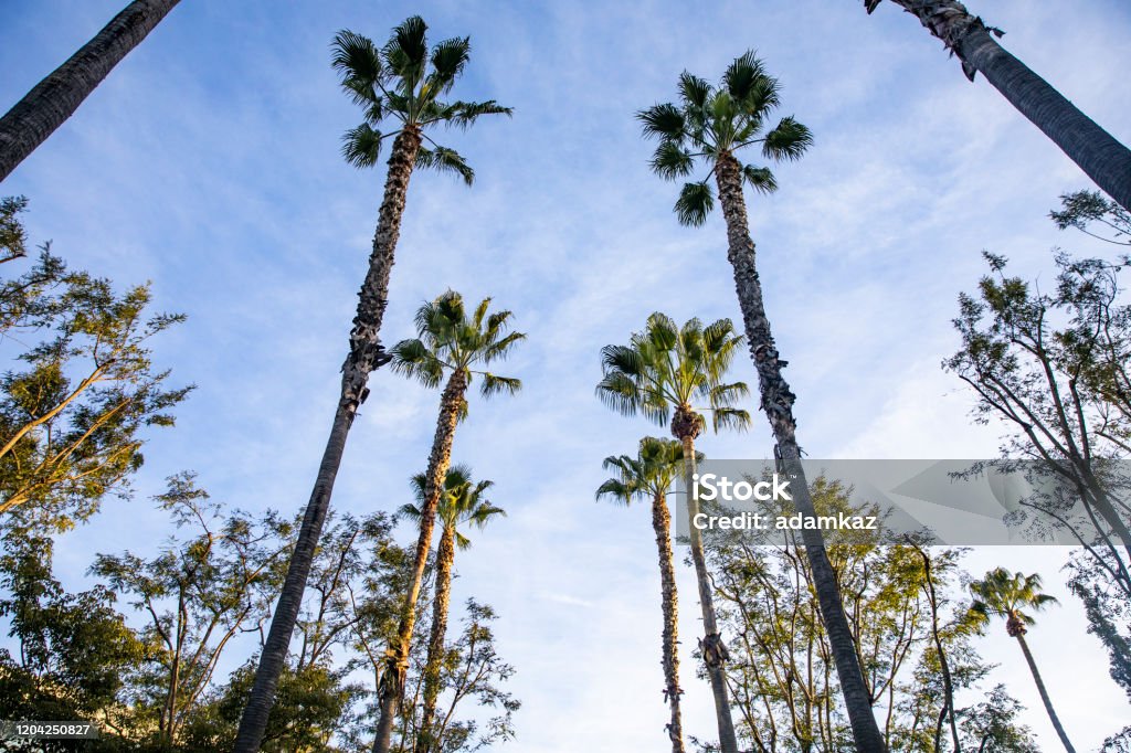 Anaheim Palm Trees Anaheim, California Anaheim - California Stock Photo