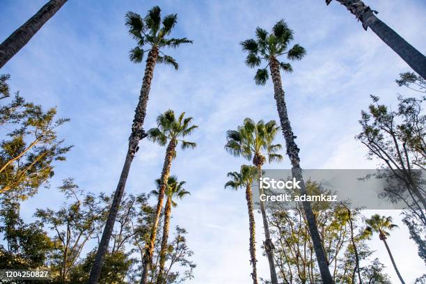 Anaheim Palm Trees Stock Photo - Download Image Now - Anaheim - California, Palm Tree, California