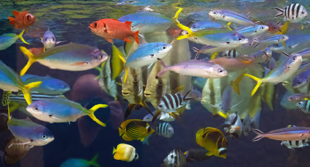 istock Fishes Waiting For Food 1204250848