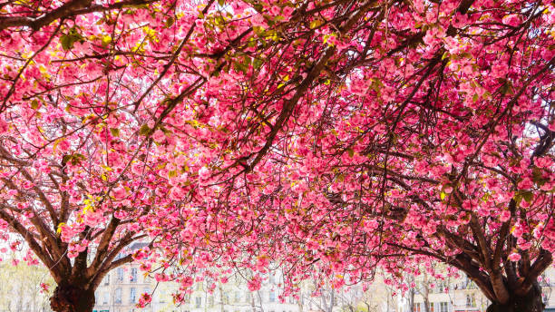 istock Beautiful sakura or cherry trees with pink flowers in spring 1204251165