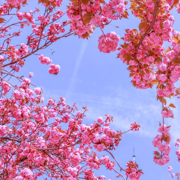 Beautiful sakura or cherry trees with pink flowers in spring against blue sky