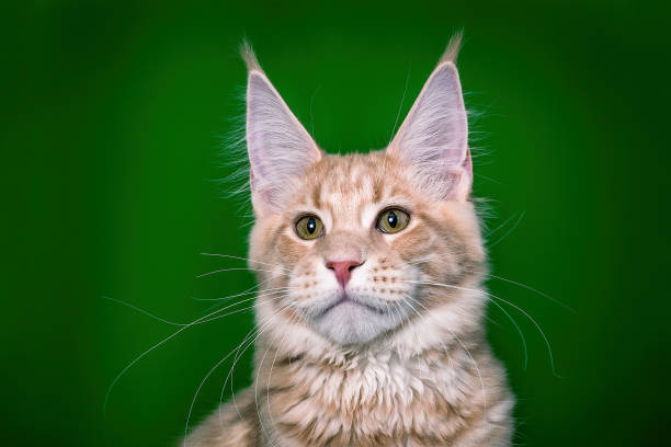 istock Kitten. Nice maine coon on the green background. 1204252679
