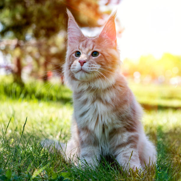 istock Maine coon kitten sitting on tree in forest. 1204253779