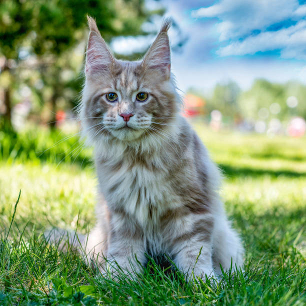 istock Maine coon kitten sitting on tree in forest. 1204253860