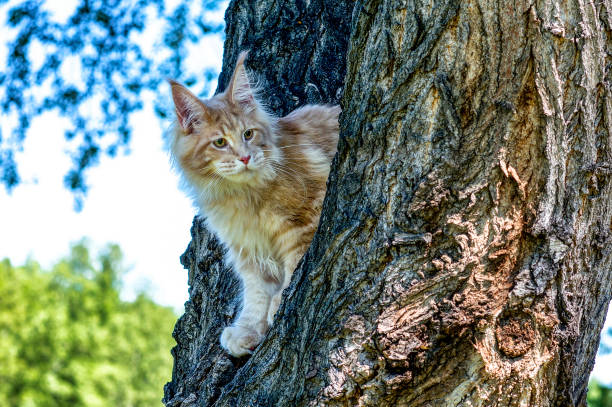 istock Maine coon kitten sitting on tree in forest. 1204253908
