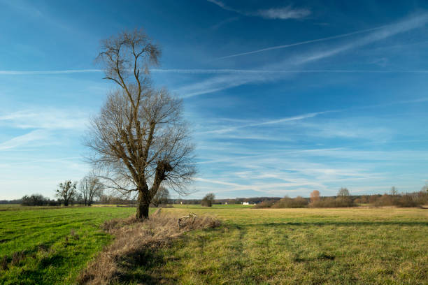 istock Willow tree without leaves on the meadow, white clouds and sky 1204253989