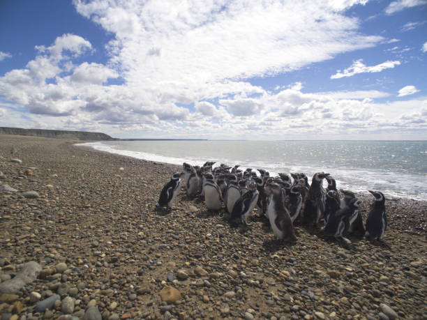 istock View of penguins on remote beach 1204255445