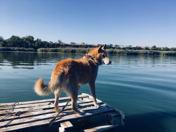istock Dog on the pallet 1204256611