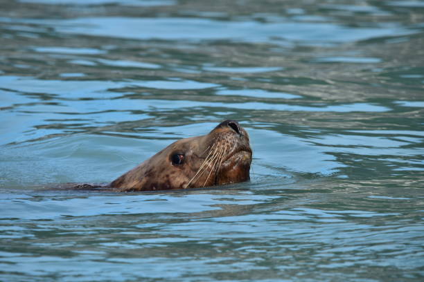 istock Male Sea Lion Surfaces 1204256660