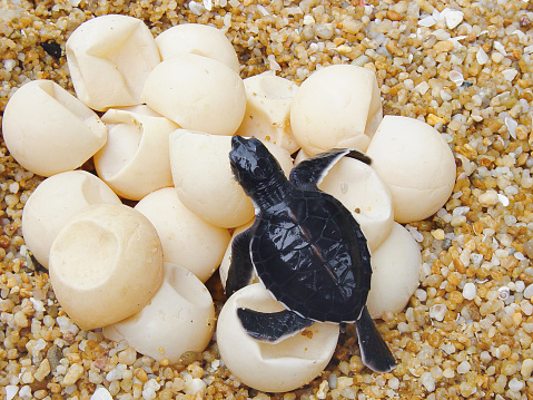 Young sea turtle scurrying across the unhitching eggs