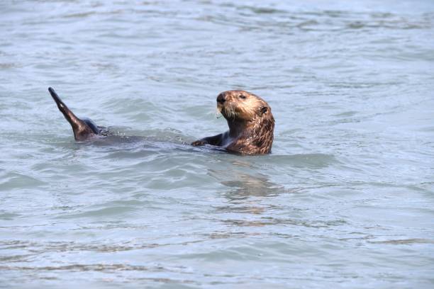 istock Sea Otter Lounges 1204258411