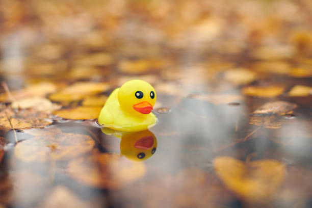 Autumn duck toy in puddle with leaves. Autumn symbol of change of seasons. Duck tales in city park. Fairweather concept