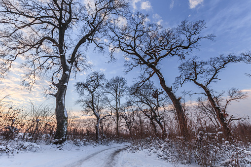 winter landscape in Comana Natural Park, Romania