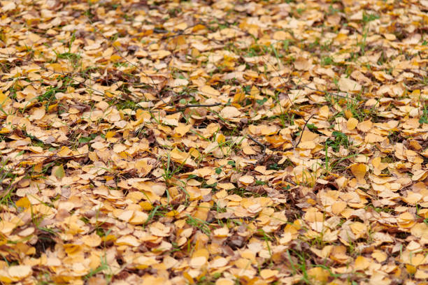 Autumn leaves in city park. Colorful fallen foliage. Design background pattern for seasonal use.