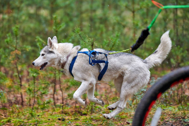 Bikejoring sled dog mushing race. Husky sled dogs pull a bike with dog musher. Autumn competition.