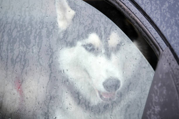 istock Husky dog in car 1204259770