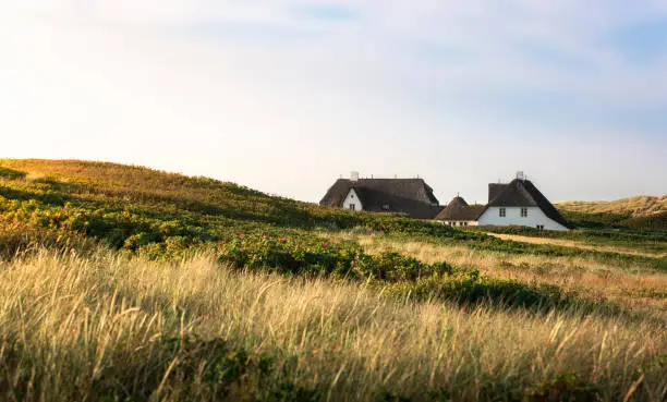 Photo of Thatched roof houses and grassy dunes on Sylt island in sunlight