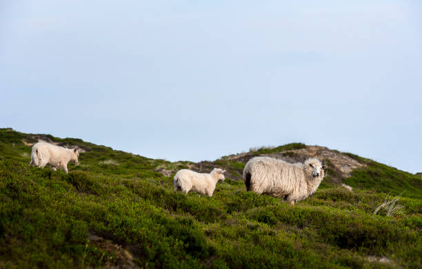 istock Sheep with lambs on green moss dunes on Sylt island. German sheep 1204260268