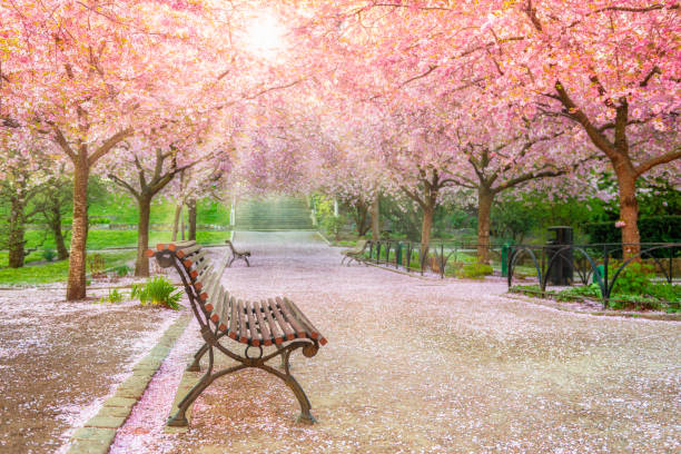 розовый вишневый парк деревьев - scenics pedestrian walkway footpath bench стоковые фото и изображения