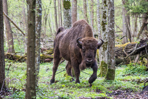 bison (wisent) na floresta. - auroch - fotografias e filmes do acervo