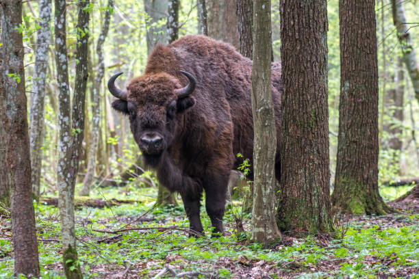 bisonte (bisonte) nella foresta. - bisonte europeo foto e immagini stock