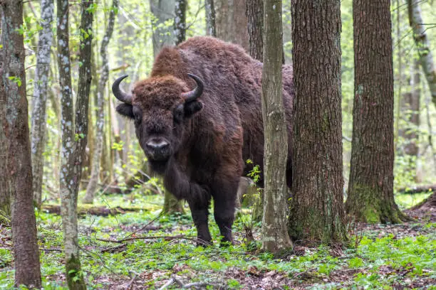 Bison (wisent) in the spring forest.