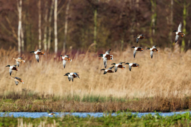 northern shoveler - bird hunter imagens e fotografias de stock