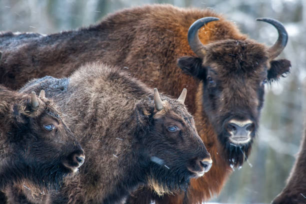 bison (wisent) im bialowieza nationalpark im winter. - auroch stock-fotos und bilder