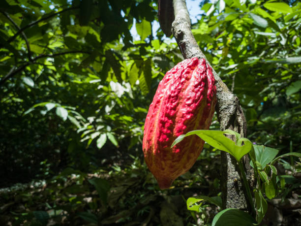 istock Red cocoa fruit in plantation 1204264924