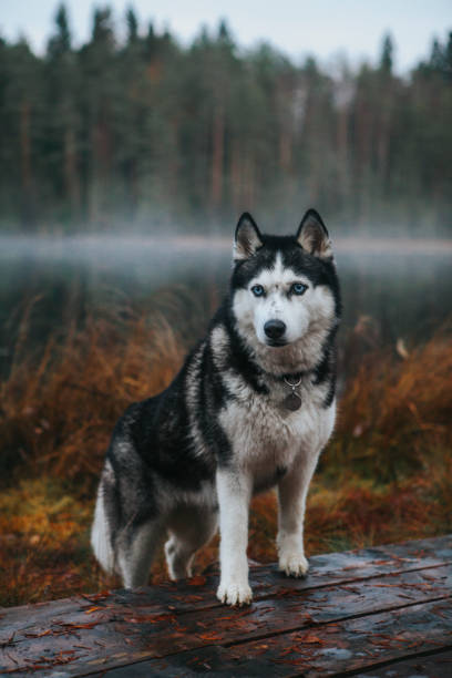 istock Siberian Husky in the fog 1204264947