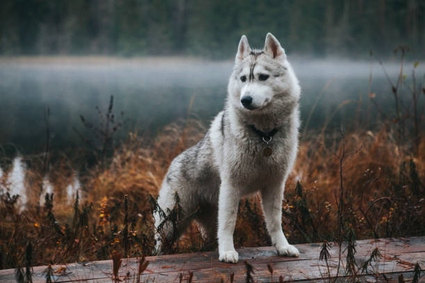 istock Siberian Husky in the fog 1204264984