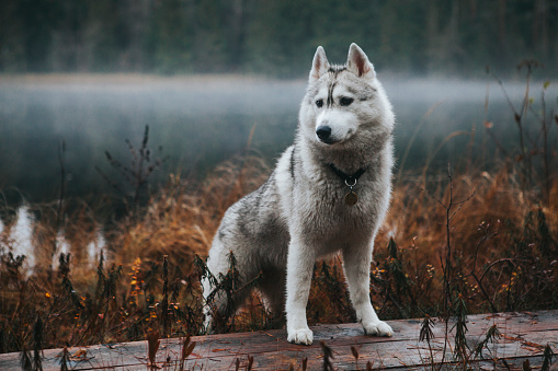 Siberian husky dog on the shore of a foggy lake