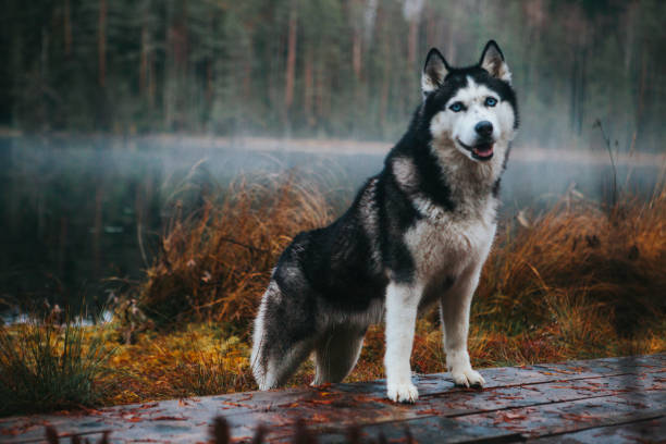 istock Siberian Husky in the fog 1204264987