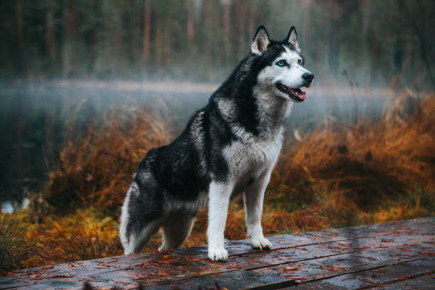 istock Siberian Husky in the fog 1204264988