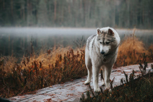 istock Siberian Husky in the fog 1204264999