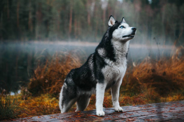 istock Siberian Husky in the fog 1204265006