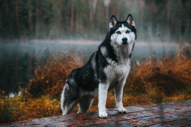 istock Siberian Husky in the fog 1204265026