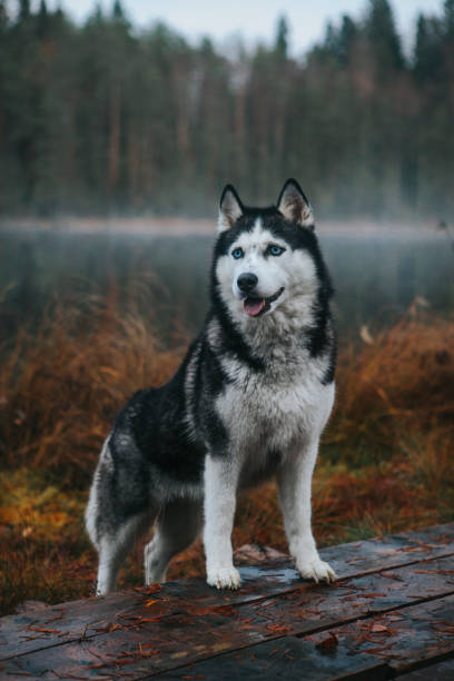 istock Siberian Husky in the fog 1204265042