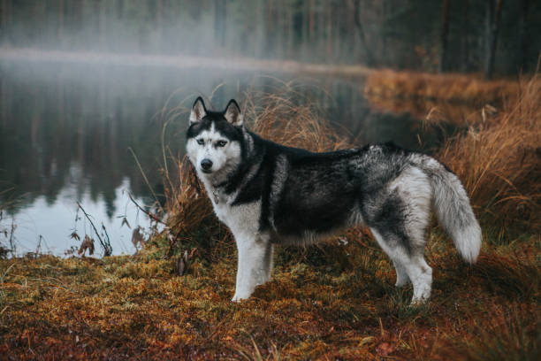 istock Siberian Husky in the fog 1204265051