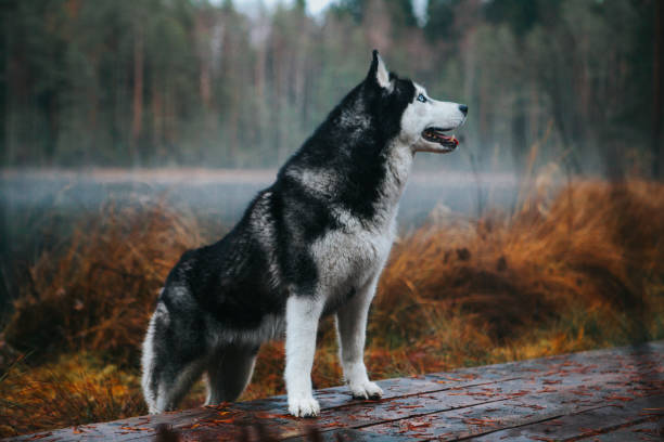 istock Siberian Husky in the fog 1204265230