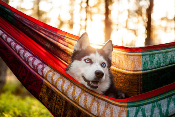 istock lazy husky dog lying in a hammock 1204265635